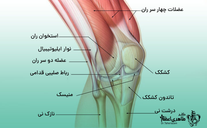 تاندون‌های چهارسر ران