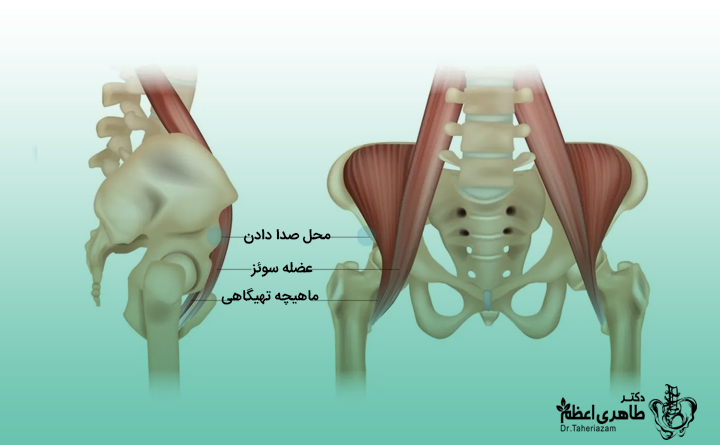 تق تق کردن مفصل هیپ